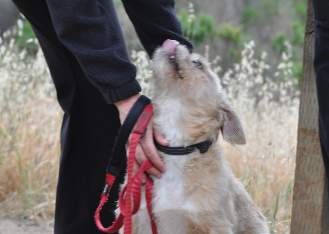 blonde dog on the trail