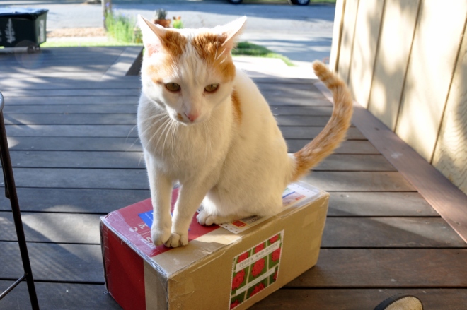 Cat-on-a-box