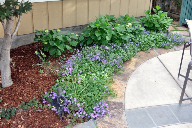 hydrangea and bellflowers