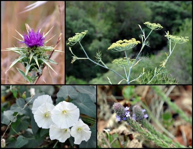 variety of wildflowers