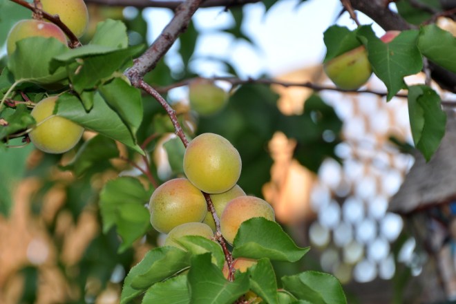 apricots