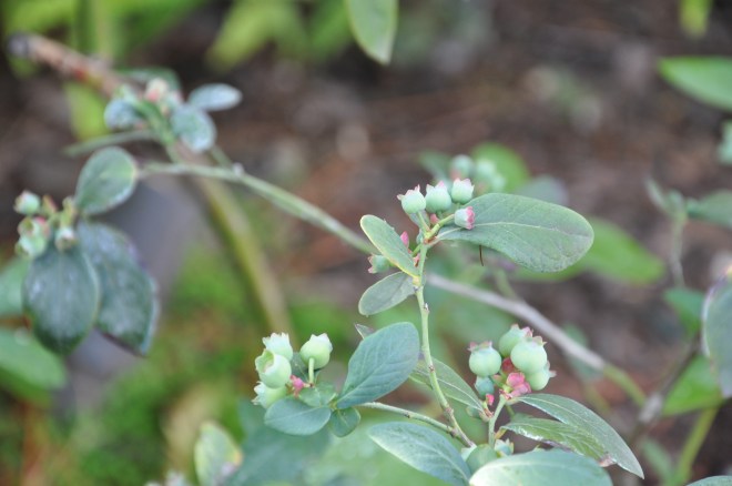 blueberry plant