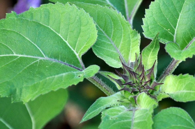 dark sunflower bud