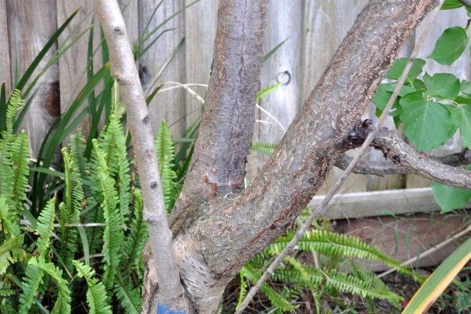 dead nectarine graft