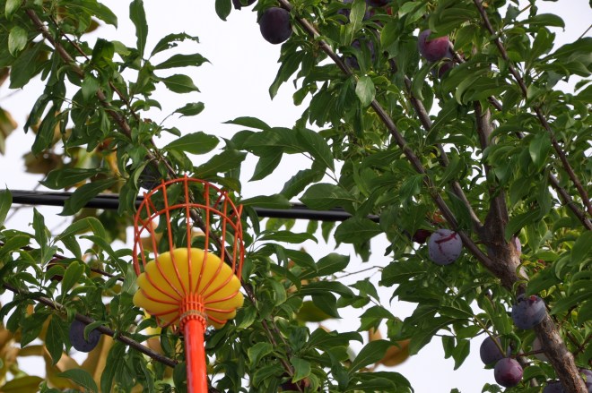 Telescoping Fruit Picker