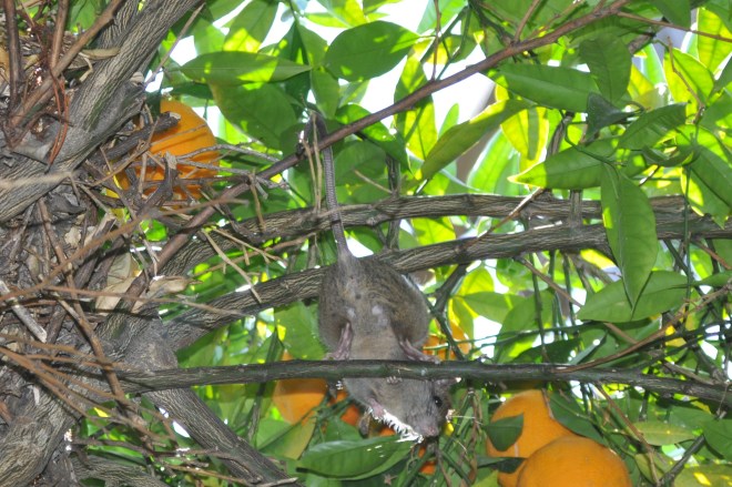Tree Rat