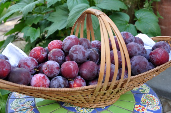 basket of plums
