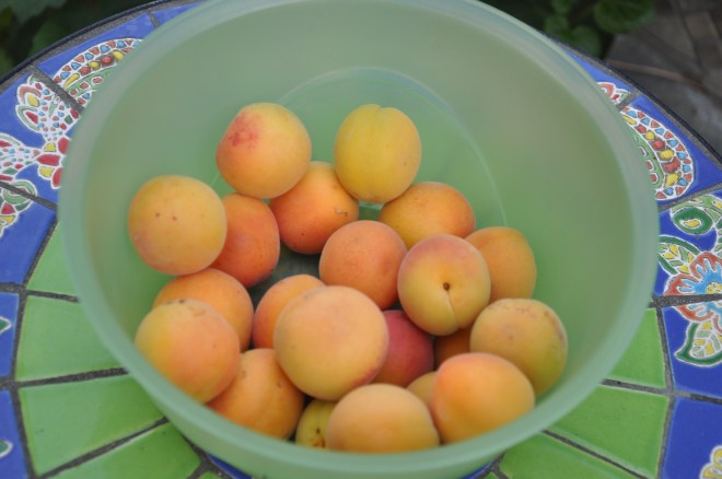 apricots