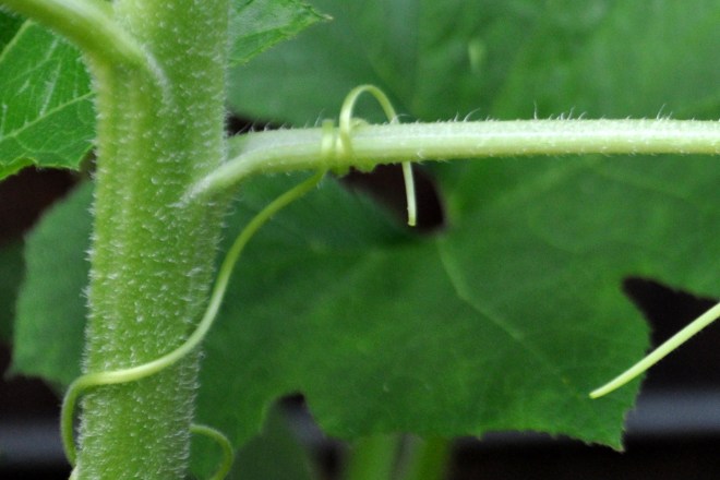 pumpkin tendrils