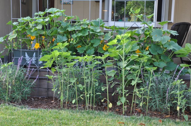 Sunflowers, Salvia and Pumpkins
