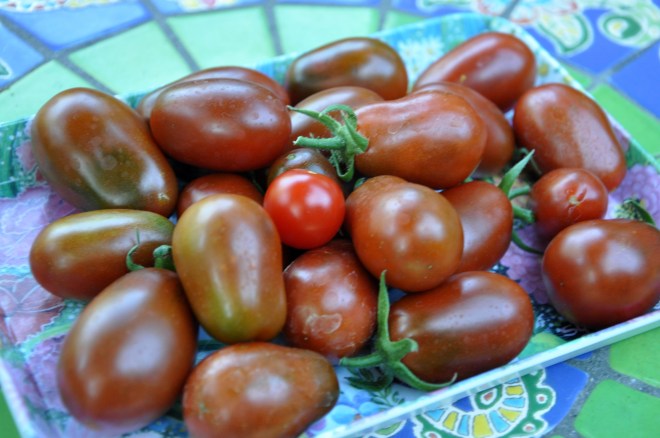 tomato harvest