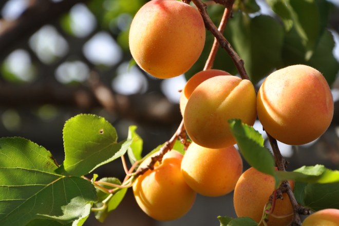 apricots on the tree