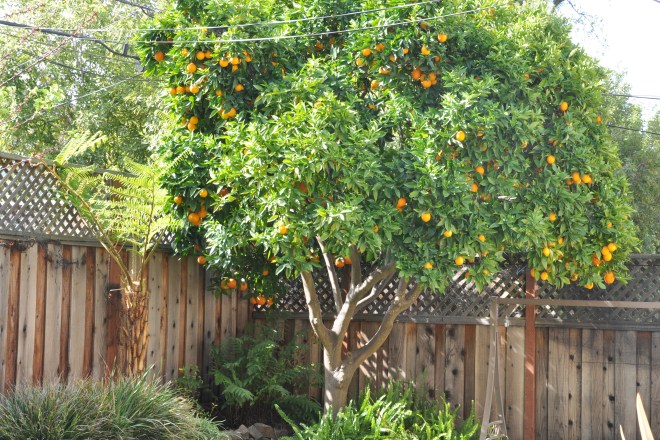 orange tree