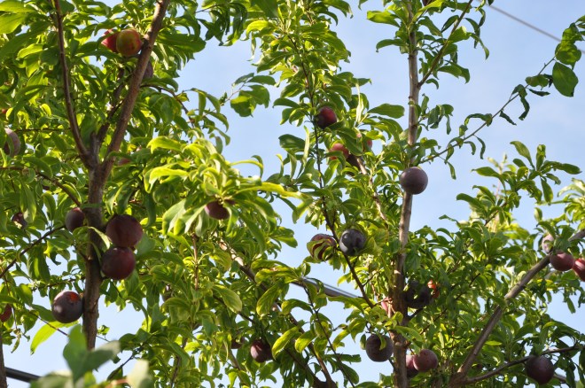 plums on the tree