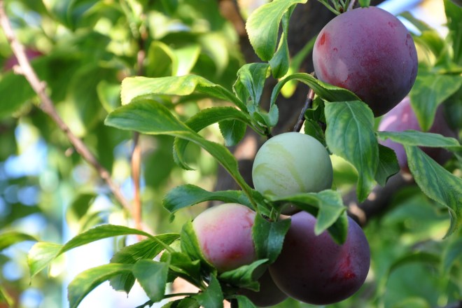 plums