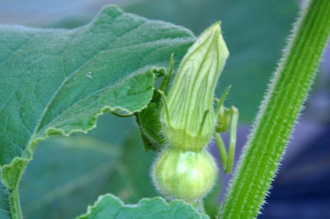 pumpkin bud female