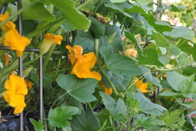 pumpkin flowers