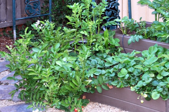 strawberries and potatoes