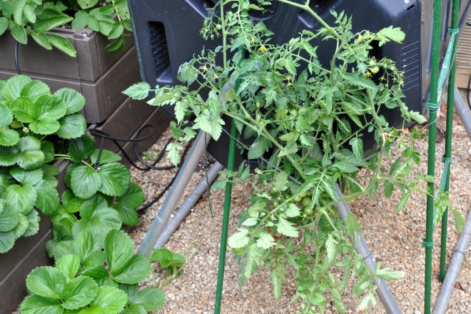 tomato staked to composter