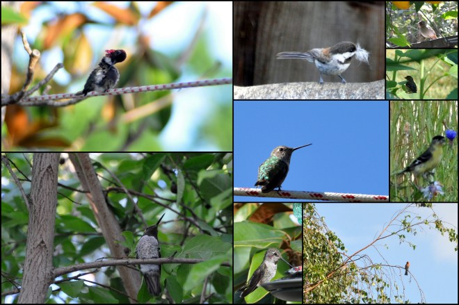 bird collage july 2014