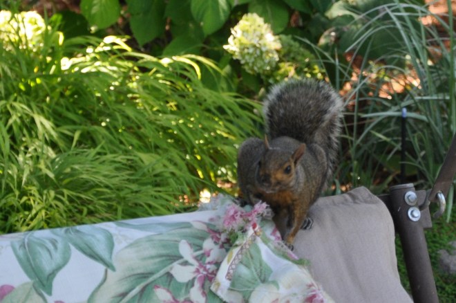 squirrel Gathering nesting material