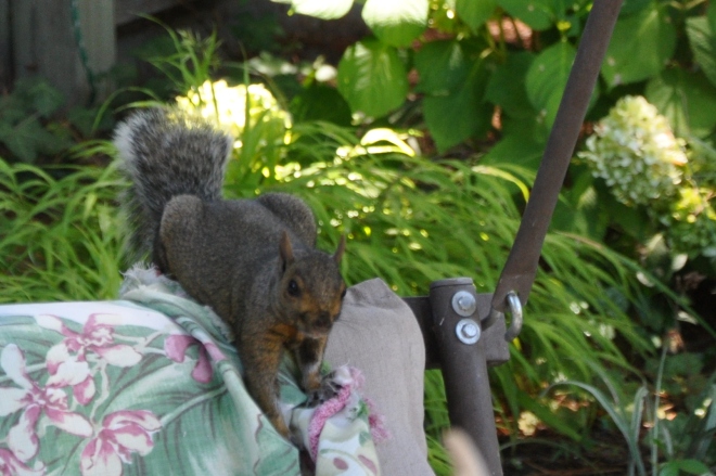 squirrel on garden swing