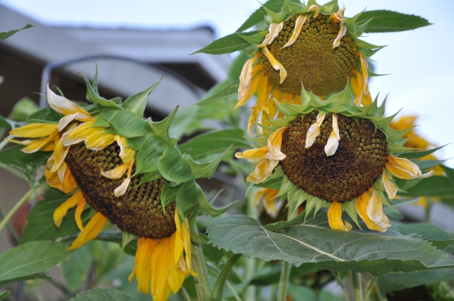 sunflowers setting seed