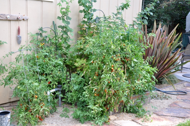 Self-seeded or Volunteer Tomatoes