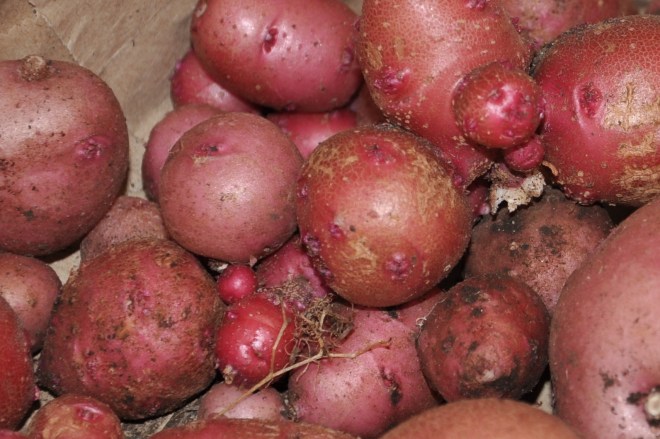 red potato harvest