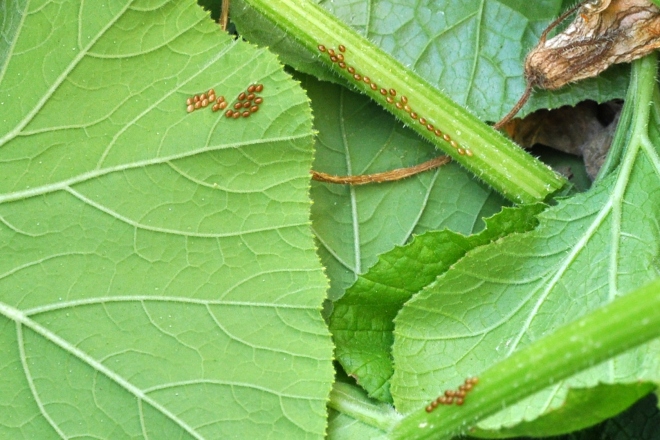 pumpkin infested stems and leaves