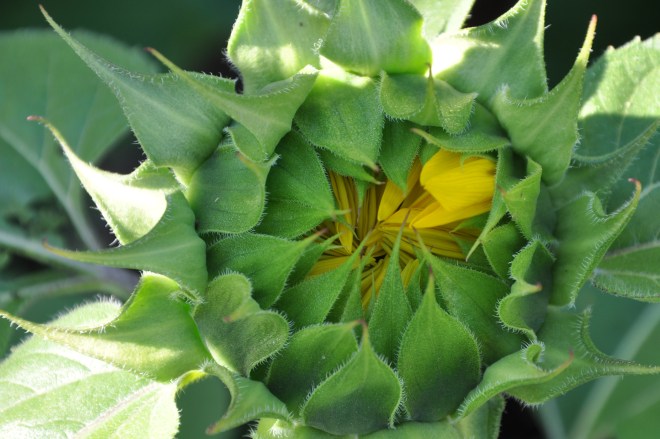 opening sunflower