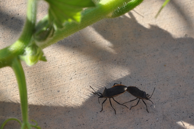 pair of squash bugs