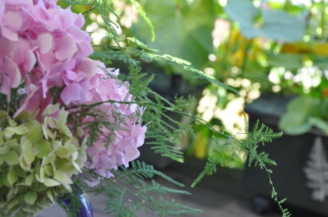 plumosa asparagus fern and hydrangea