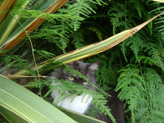 plumosa asparagus fern and lindy