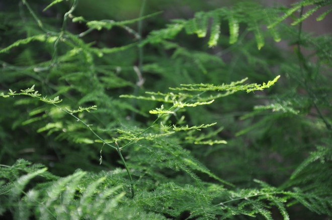 plumosa asparagus fern closeup