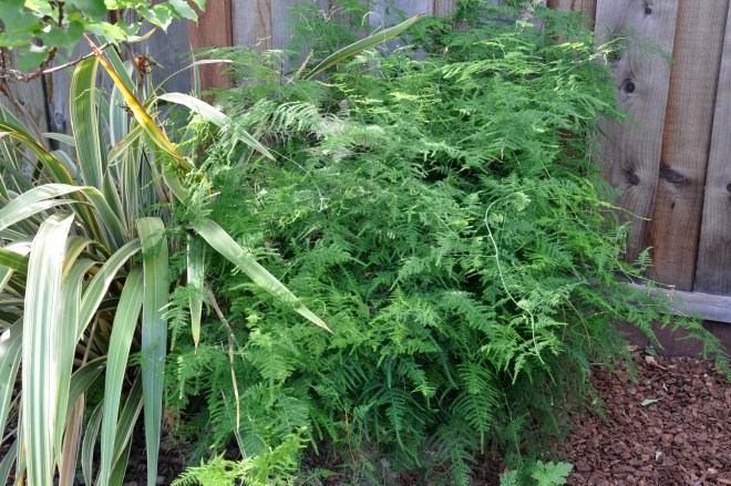plumosa asparagus fern