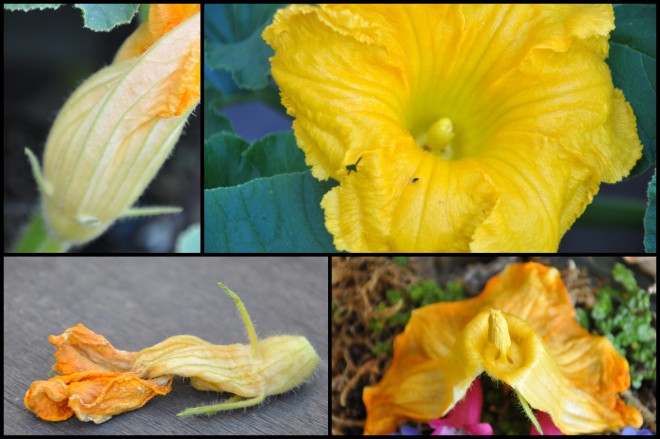 pumpkin flower progression