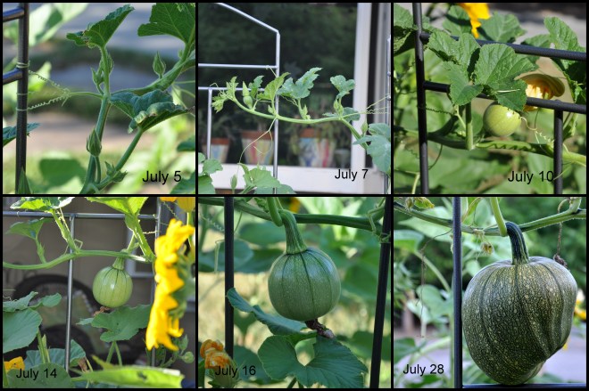 pumpkin progression july 2014
