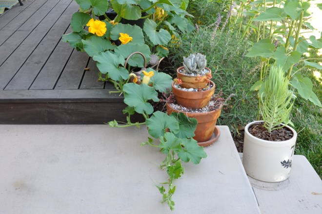 pumpkin vine trails deck