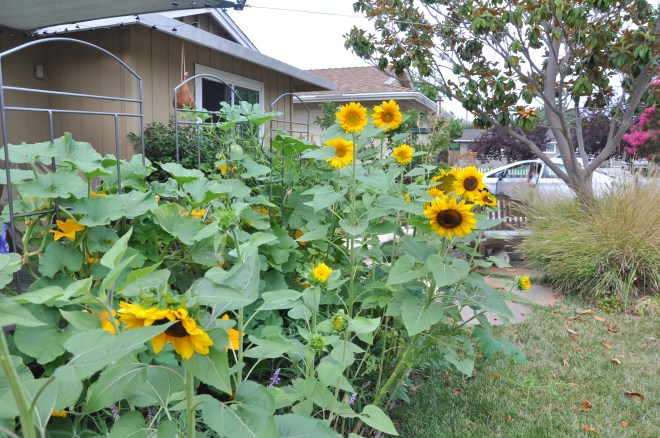 sunflowers near walkway