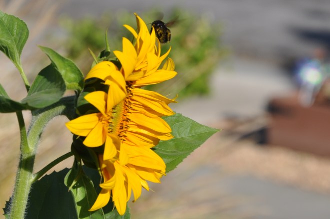 bee and sunflower
