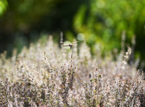 Brown is the New&nbsp;Green