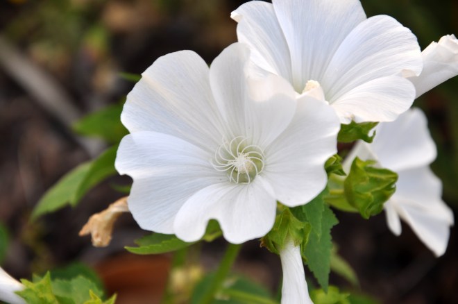 white flower annual