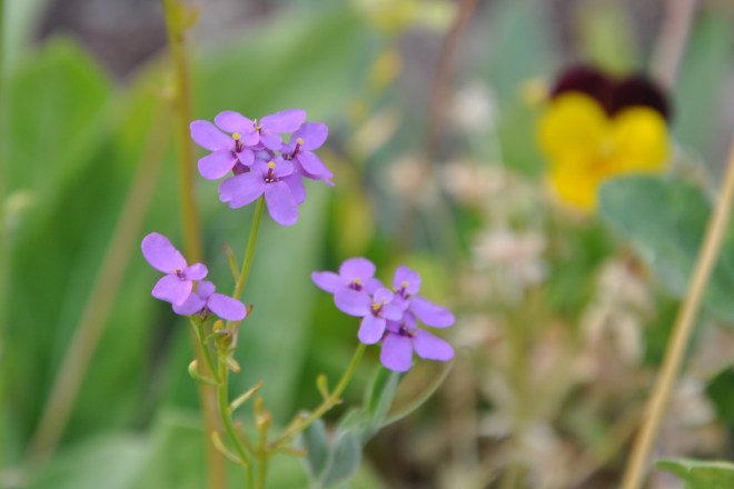small purple flowers
