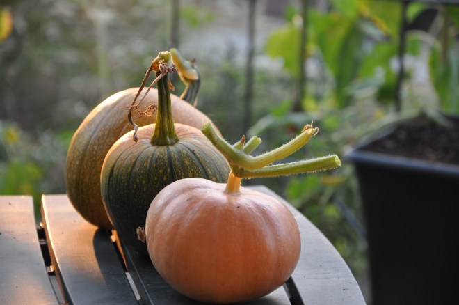 pumpkin trio