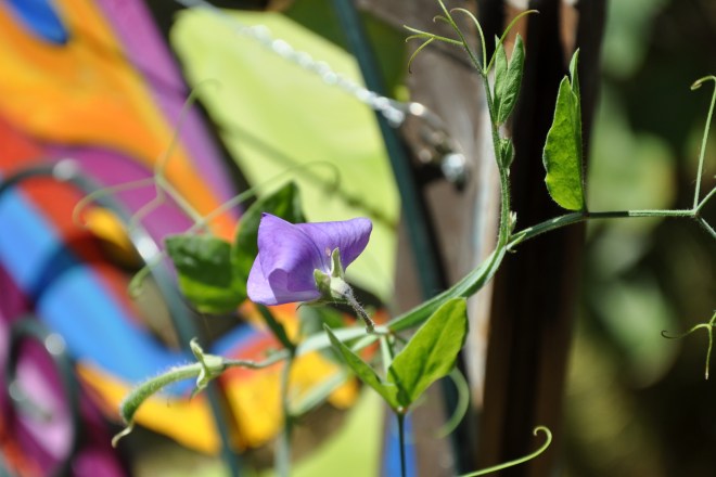 purple sweet pea