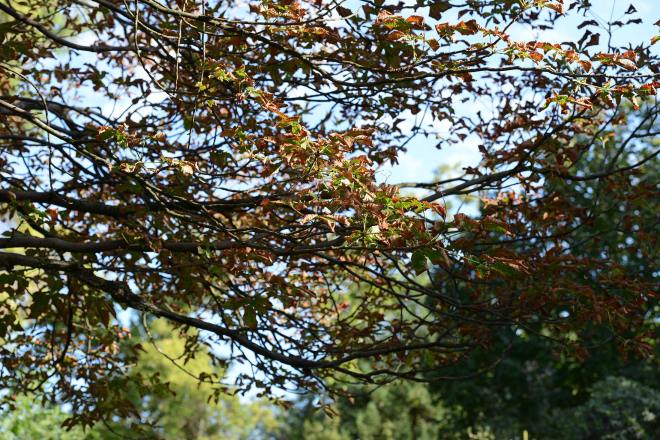 Scorched_Leaves_DSC_8615