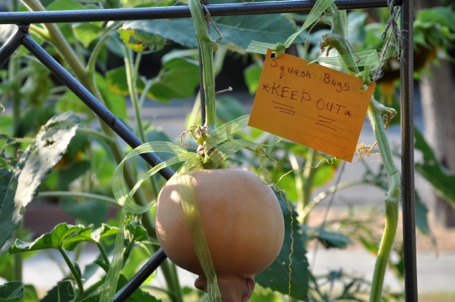squash bugs keep out