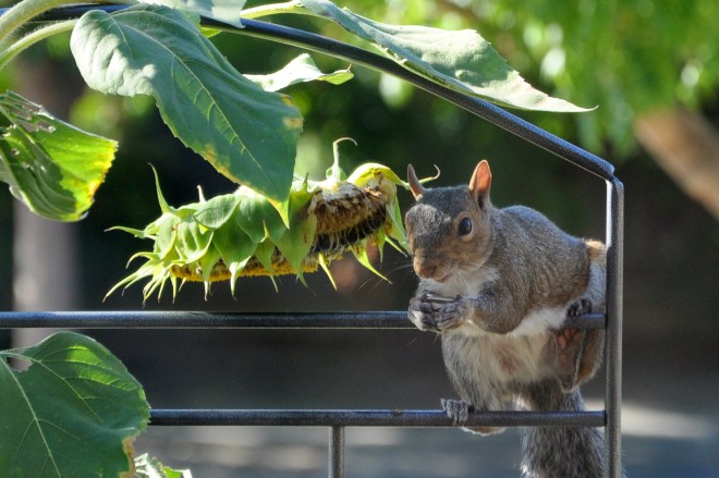 squirrel snacking on sunflowers front deck