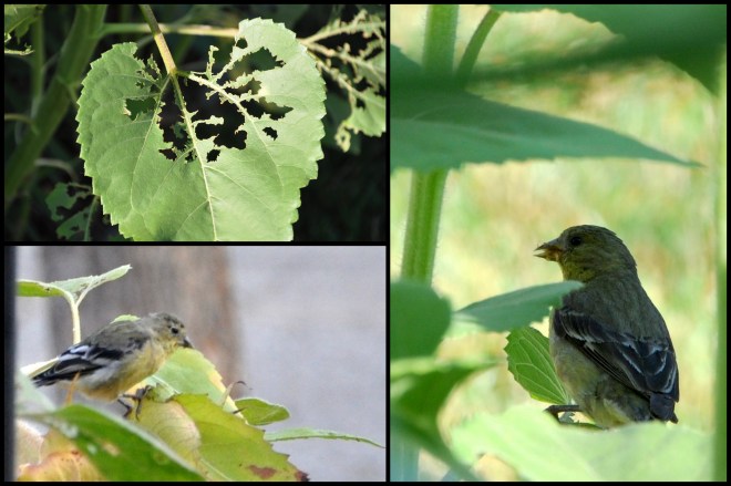 sunflower bird collage